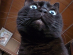 ねこ