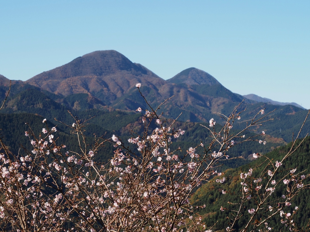 桜山公園Ｃ