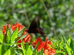 荒山のアゲハ蝶