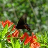 荒山のアゲハ蝶