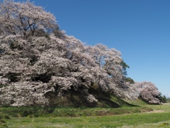 七輿山古墳の桜　その２