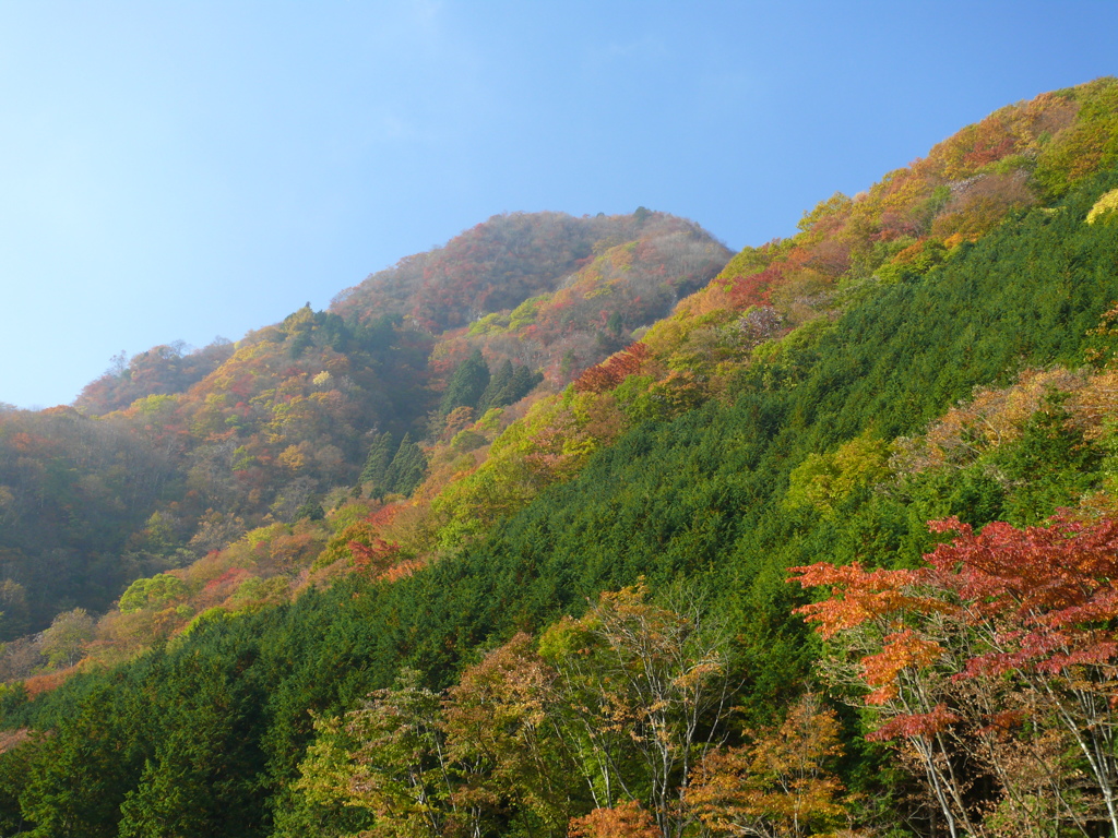 稲含山紅葉