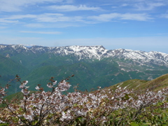 苗場山と桜