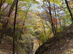 山急山の紅葉