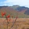 ナナカマドの実と景鶴山