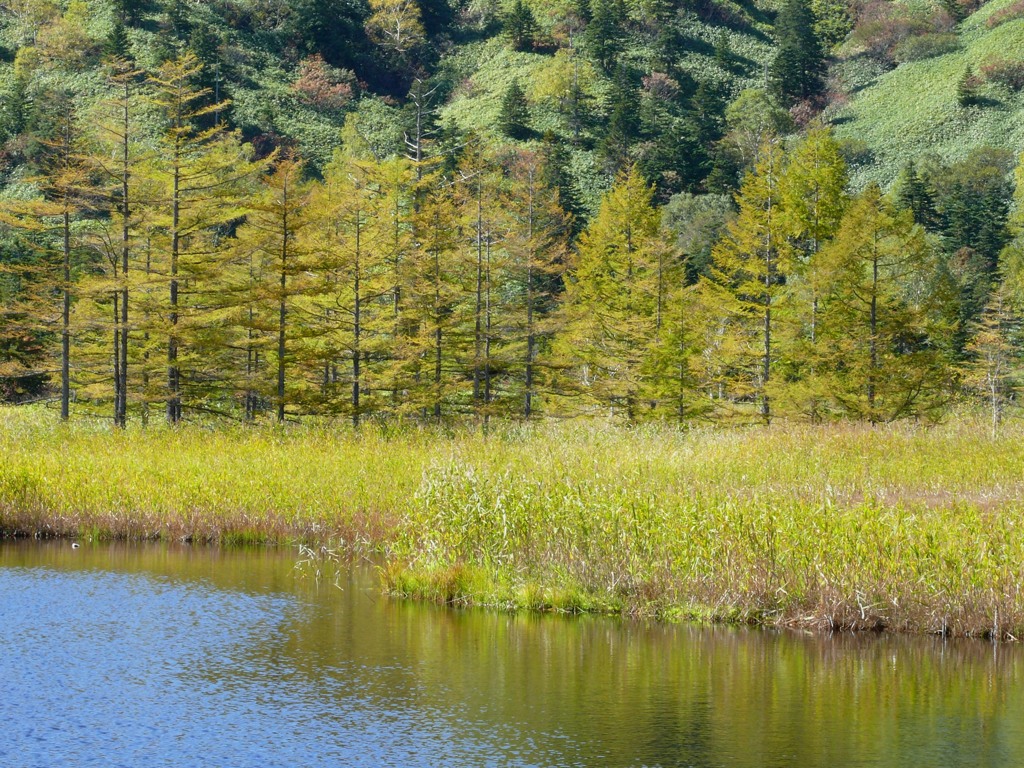 芳ヶ平湿原－Ａ