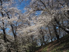 七輿山古墳の桜　その１