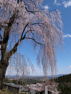 妙義神社しだれ桜　2019