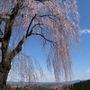 妙義神社しだれ桜　2019