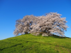 白石稲荷山古墳の桜