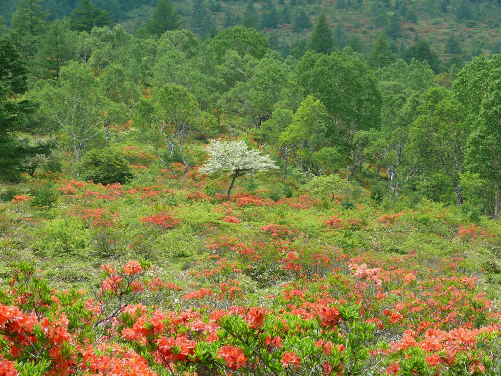 コンコン平（湯ノ丸山）