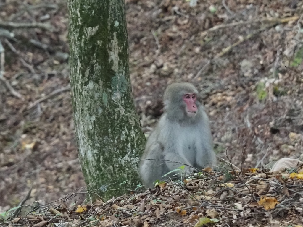 中禅寺湖の猿