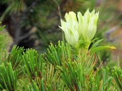 高山植物２