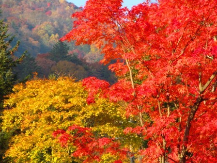 丸沼高原&紅葉5