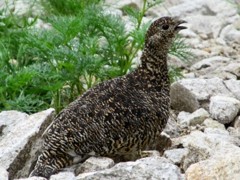 唐松岳付近の雷鳥