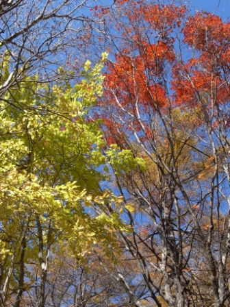 紅葉１