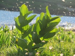 ？高山植物