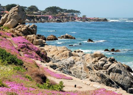 17Mile　Drive　海と花