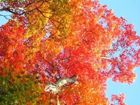 丸沼高原&紅葉1