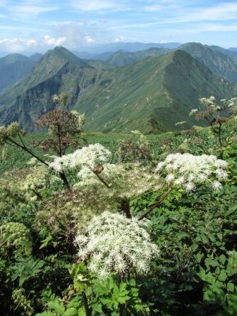 谷川岳付近の花と峰々
