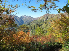 紅葉の柏原新道から望む鉢ノ木岳１