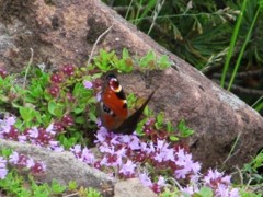 IMG_0710m