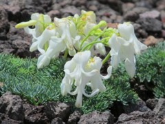 IMG_0819m