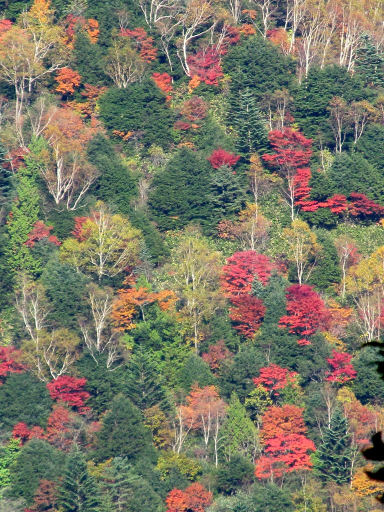 紅葉鮮やか！