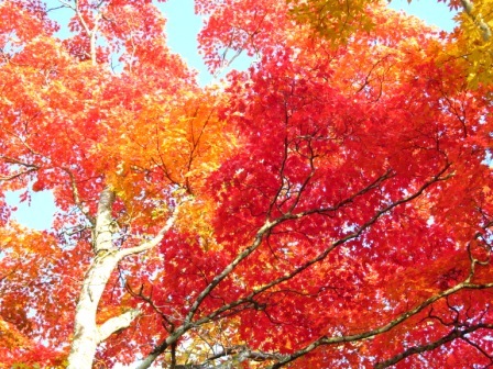 丸沼高原&紅葉2