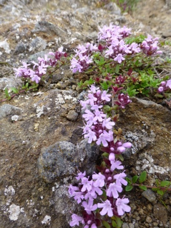 高山植物4