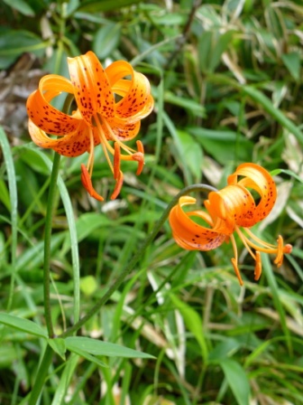 高山の花2