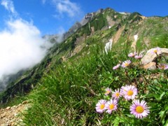 遠見尾根から五竜岳をみる