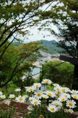 尾道8