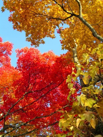 丸沼高原&紅葉3