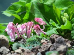 IMG_0826m