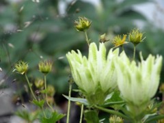 高山植物3
