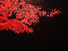 紅葉を見にいこうよう！曲渕の紅葉その壱。
