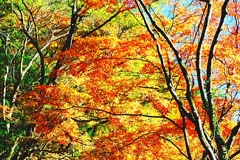 曲渕の紅葉その参。