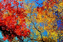 曲渕の紅葉その弐。