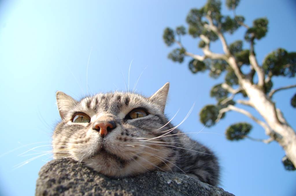 ネコトマキ