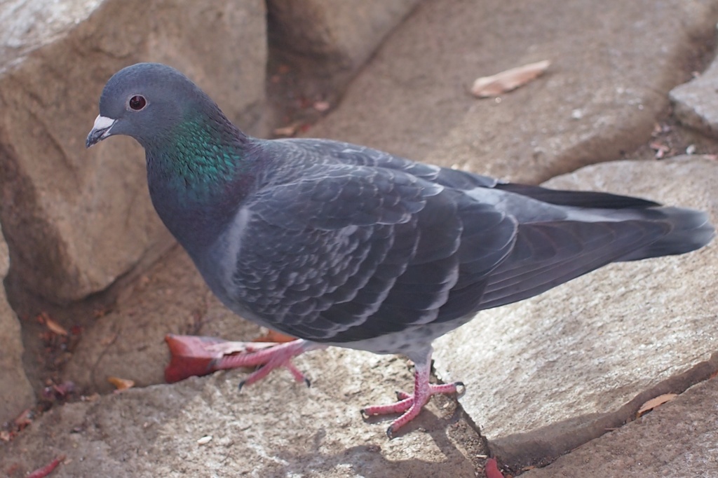 鳩が近寄ってきた