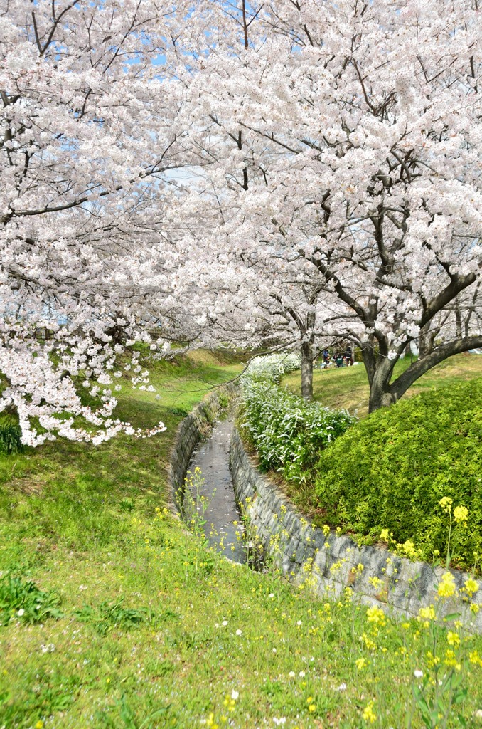 sakura