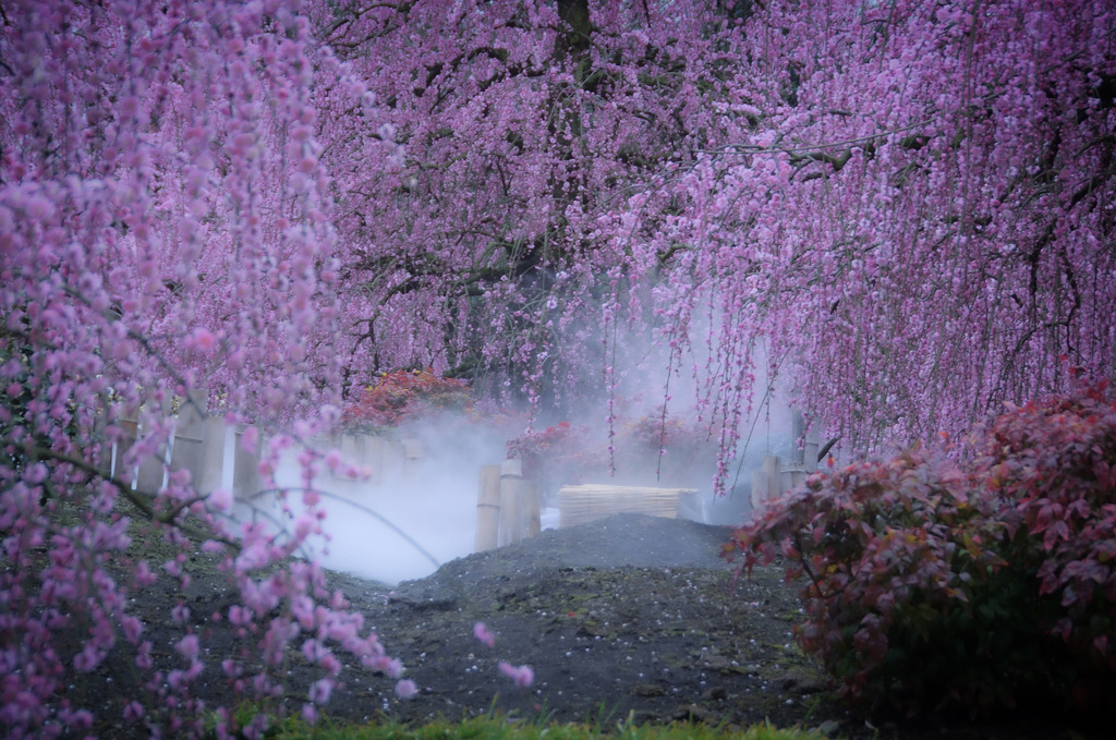 鈴鹿梅まつり