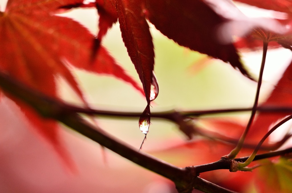 雨上がりのワンシーン