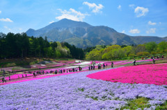 芝桜まつり