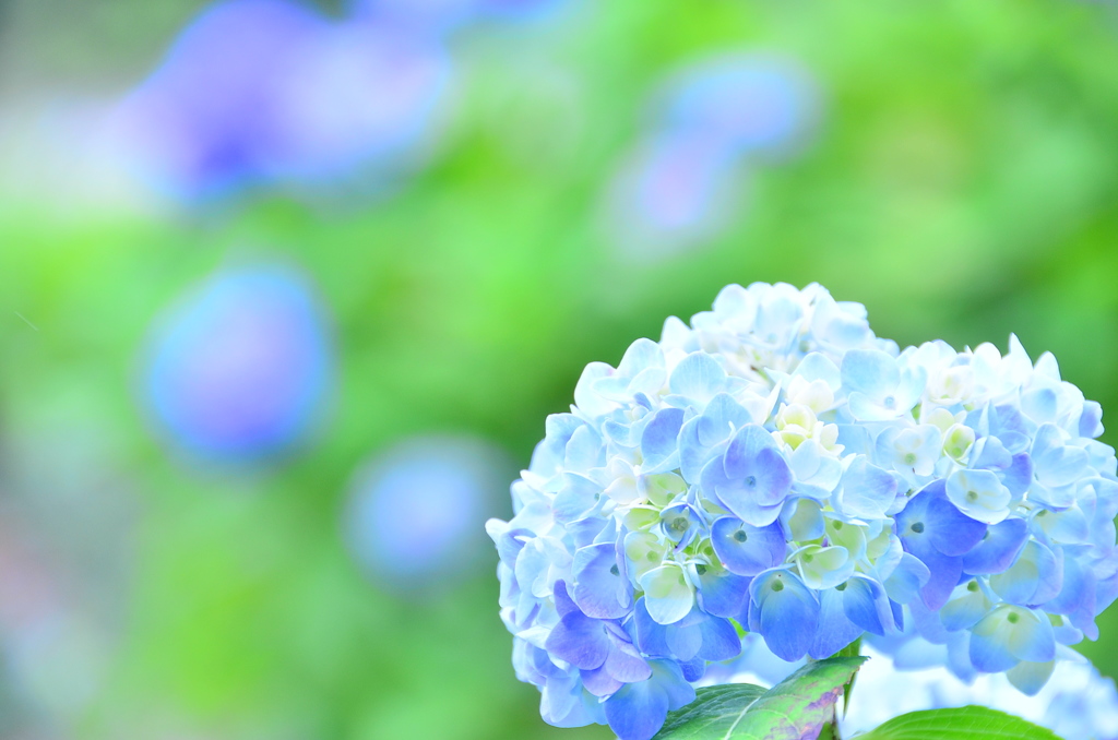 初夏の彩り