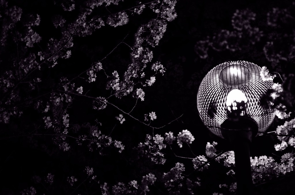 夜桜