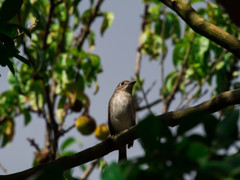 京都府立植物園のコサメくん