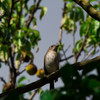 京都府立植物園のコサメくん