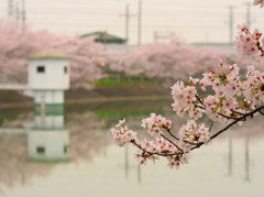 池側で